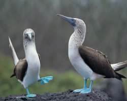 Visitors can find various species of birds and animals including three types of colorful boobies.